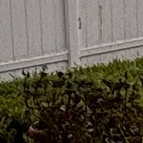 Photo of the plant species Eclipse Hydrangea by @PoisedBaywillow named Black tie, tuxedo hydrangea on Greg, the plant care app