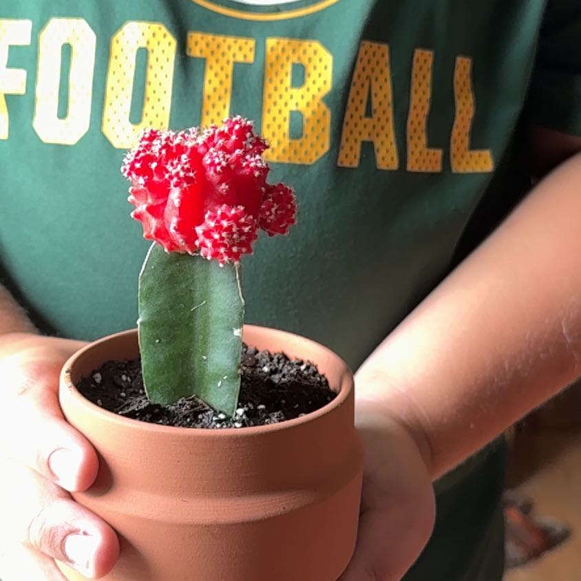 Photo of the plant species Grafted Cactus by @GemCorn24 named Spike on Greg, the plant care app