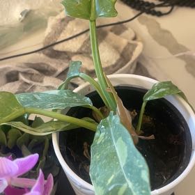 Photo of the plant species Ring Of Fire by @WarmPignut0 named Plato on Greg, the plant care app