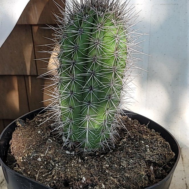 Photo of the plant species Cardon 'Album' by @LimberRoussea53 named Sahara on Greg, the plant care app