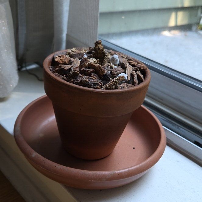 Photo of the plant species Stephania 'Nova' by @amberleycarm named Potato 1.0 on Greg, the plant care app