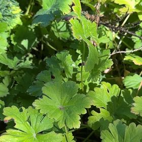 Photo of the plant species Bigroot Geranium by @VirtuousOnion21 named Orlando Bloom on Greg, the plant care app