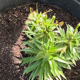 Photo of the plant species English Walnut by @PrimoMoss7 named Wall-E on Greg, the plant care app