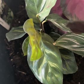 Photo of the plant species calathea ornata by @AceRoselle96 named Coco on Greg, the plant care app