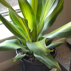 Photo of the plant species Dracerna Golden heart by @mega-milk named Delilah on Greg, the plant care app