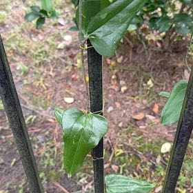 Photo of the plant species Cowvine by @GuruMangeao23 named Willow on Greg, the plant care app