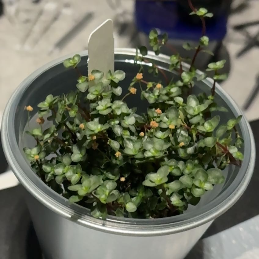 Photo of the plant species Pilea Silver Sparkle by @FabAnthora87 named Navajo on Greg, the plant care app