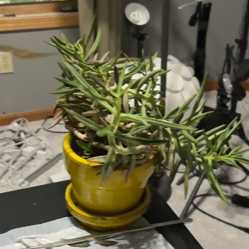 Photo of the plant species Kalanchoe 'Spider' by @FabAnthora87 named Hemingway on Greg, the plant care app