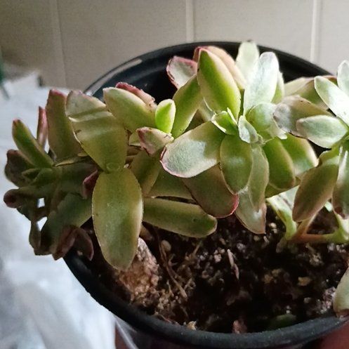 Photo of the plant species Crassula 'Daydream' by @WhizChosmo17 named Orwell on Greg, the plant care app