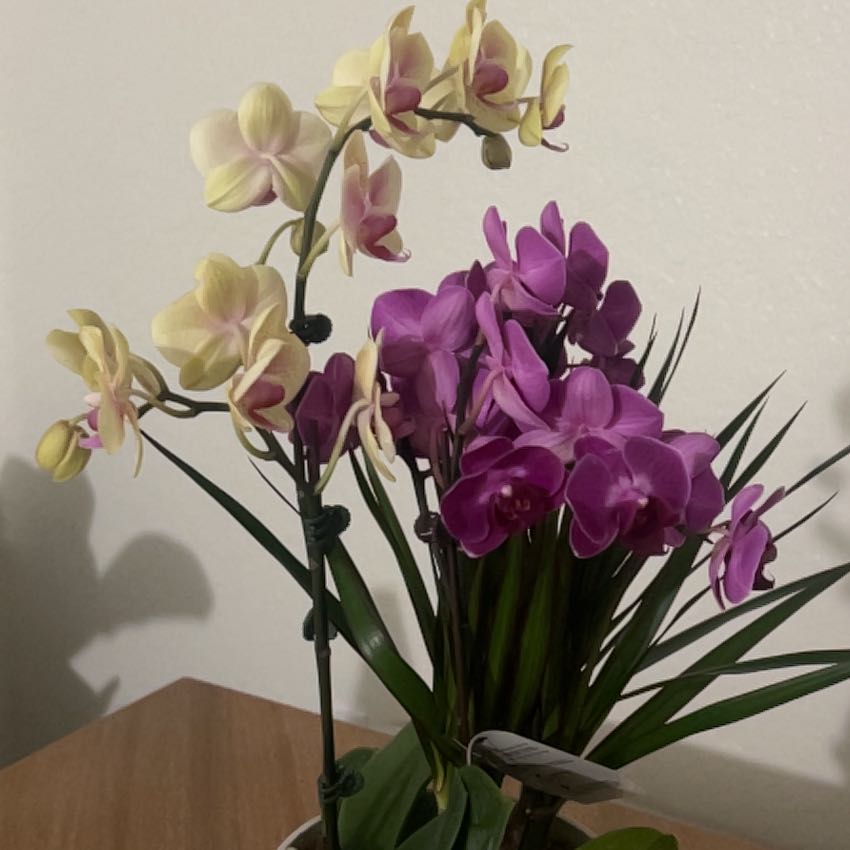 Photo of the plant species Broad-Leaved Sweet Pea by @MasterWaxvine60 named Elle on Greg, the plant care app