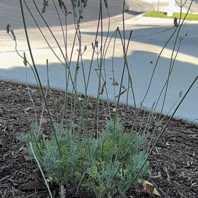 Photo of the plant species Fernleaf Lavender by @AnewAlmond46 named Figyonce on Greg, the plant care app