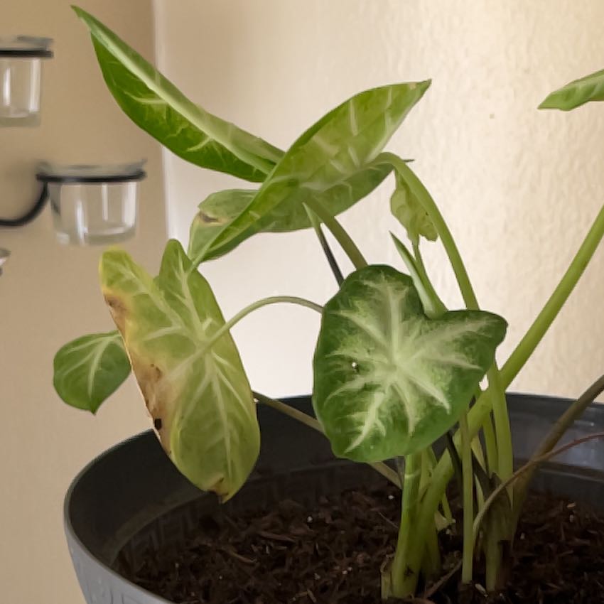 Photo of the plant species Elephant Ear 'Mayan Mask' by @ZenElephant named Keanu Leaves on Greg, the plant care app