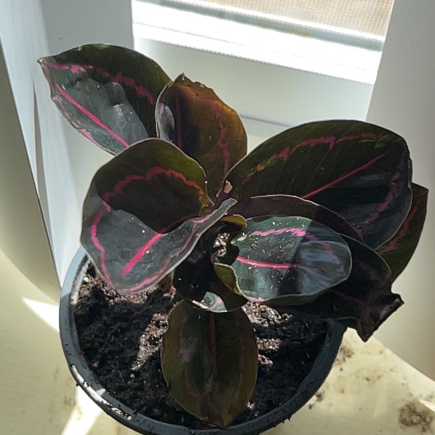 Photo of the plant species Prayer Plant Dottie by @ZenElephant named Anne on Greg, the plant care app