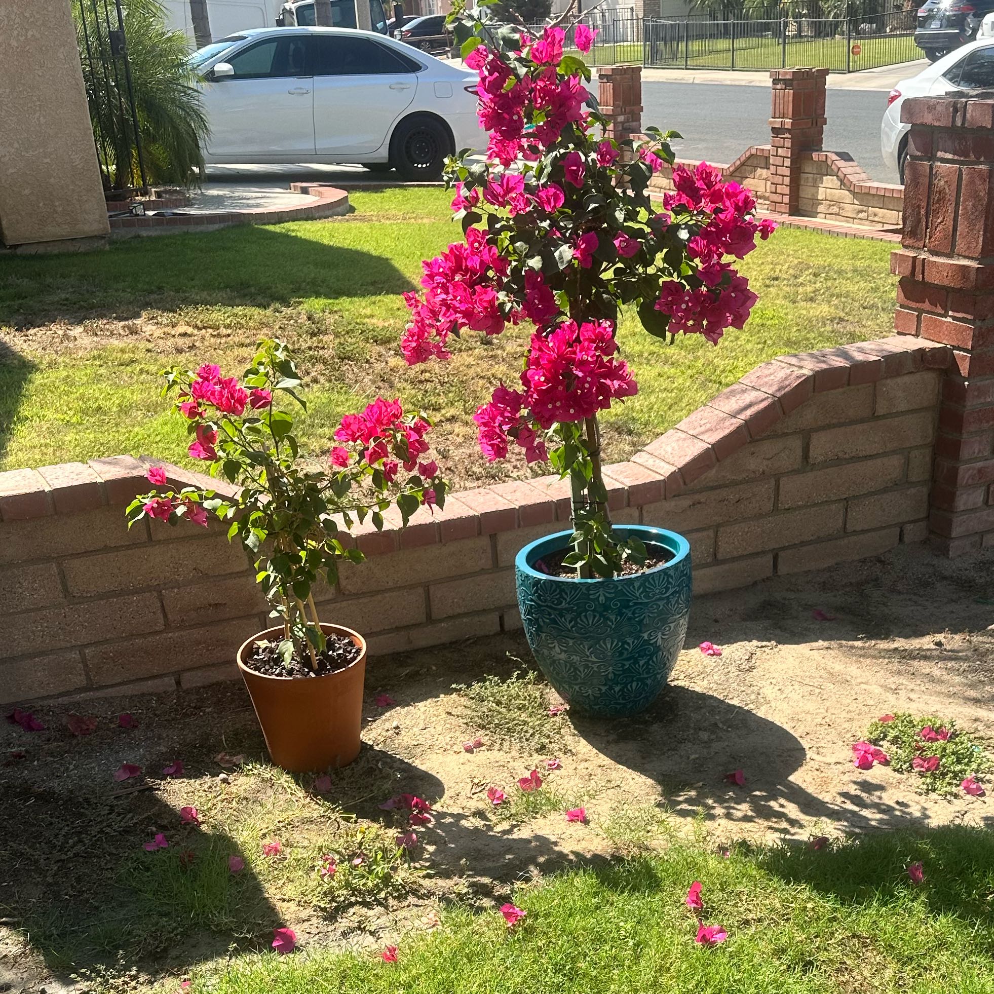 Photo of the plant species Bougainvillea by @NewFern95 named Leonardo on Greg, the plant care app
