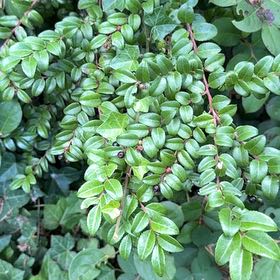 Photo of the plant species Evergreen Huckleberry by @FabBlusher35 named Tupot amaroot on Greg, the plant care app