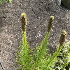 Photo of the plant species Great Horsetail by @FabBlusher35 named Apollo on Greg, the plant care app