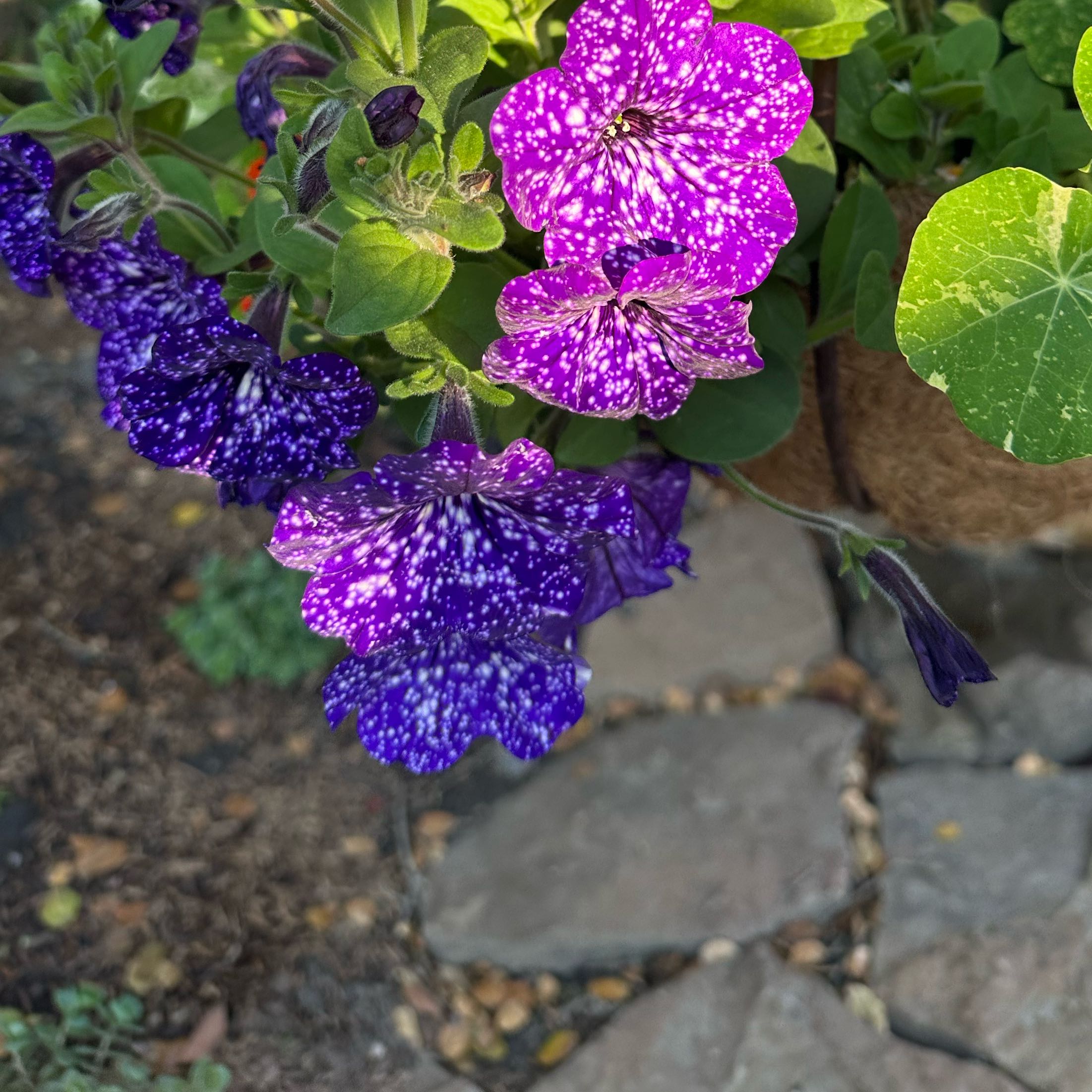 Photo of the plant species Night Sky Petunia by @GoodPurei43 named Sanders on Greg, the plant care app