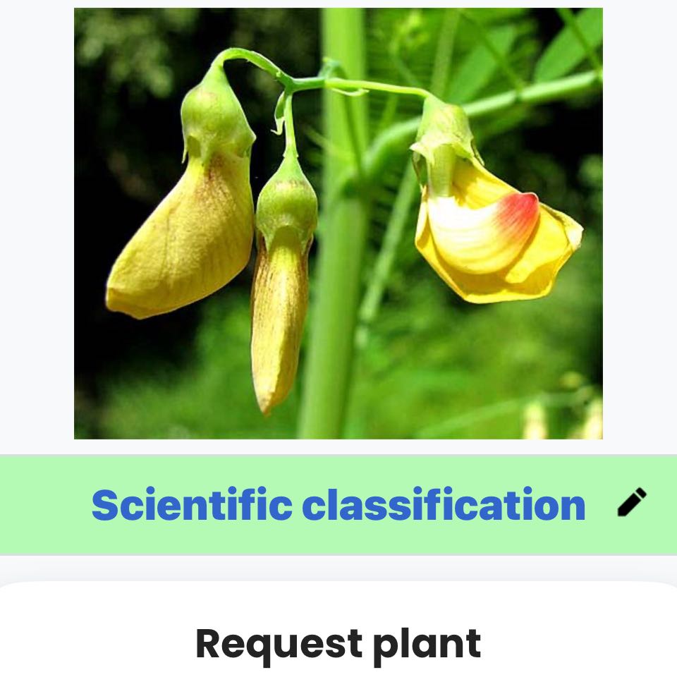 Photo of the plant species Colorado Riverhemp by @ZingZucchini34 named Keanu Leaves on Greg, the plant care app