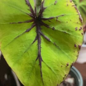 Photo of the plant species Pharaoh Mask by @CaptainKaraka59 named Anne on Greg, the plant care app