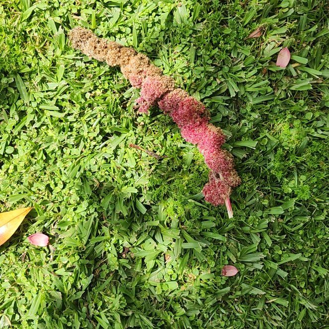 Photo of the plant species Kiwicha by @NewMahoe77 named Bella on Greg, the plant care app