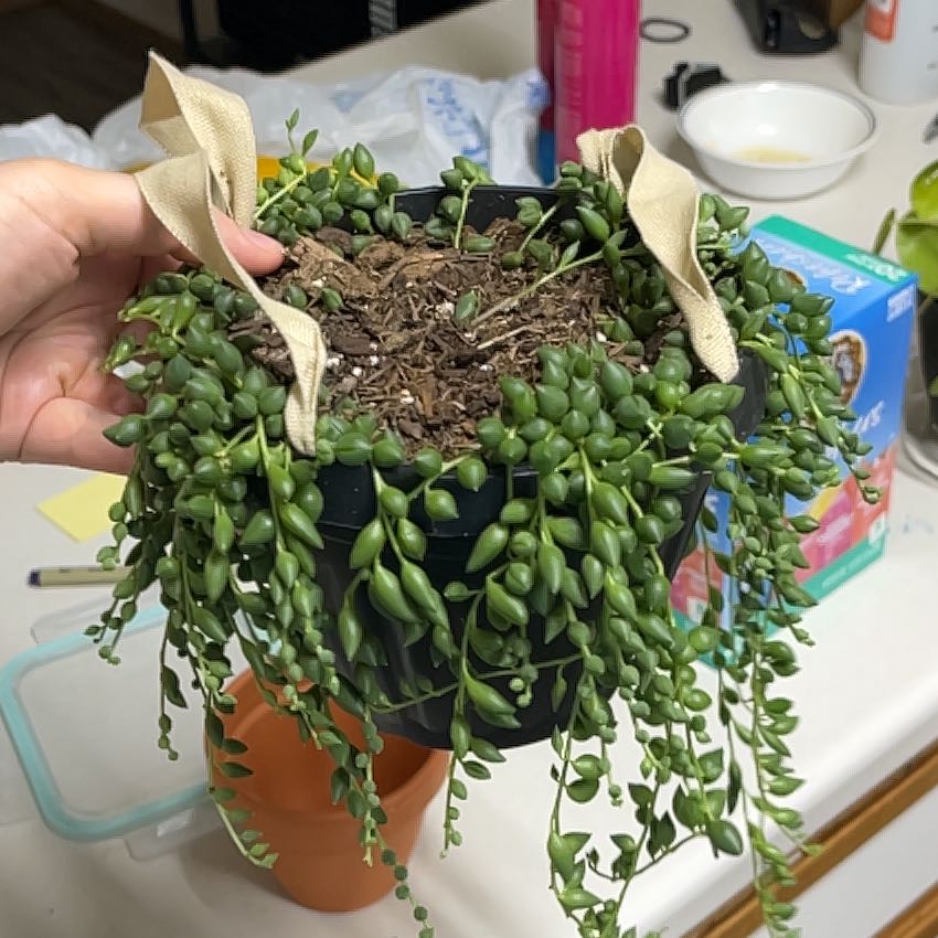 Photo of the plant species String of Tears by @GemGasteria78 named Terra on Greg, the plant care app