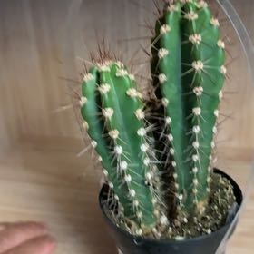 Photo of the plant species Baseball Cactus by @ShowyJavamoss72 named Delilah on Greg, the plant care app
