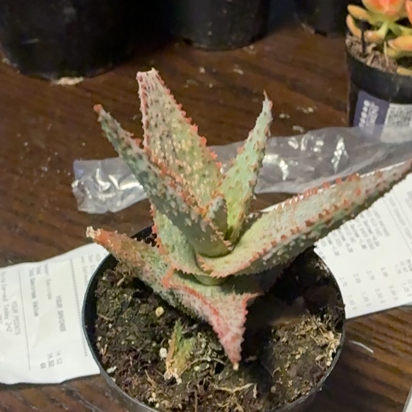 Photo of the plant species Aloe 'Purple People Eater' by @DollFilbert97 named Terra on Greg, the plant care app