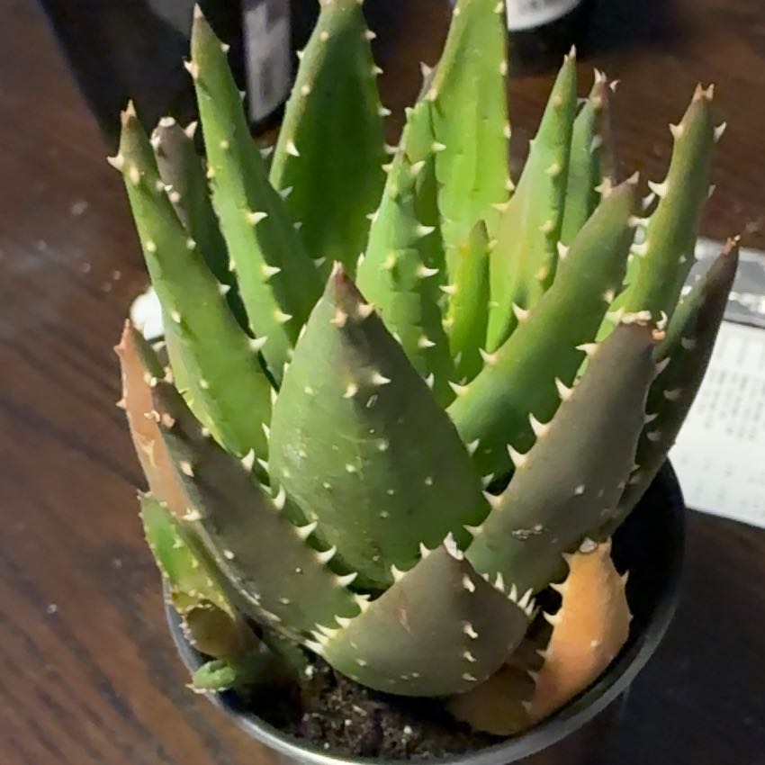 Photo of the plant species Gold Tooth Aloe by @DollFilbert97 named Sol on Greg, the plant care app