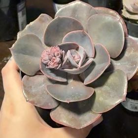 Photo of the plant species Echeveria by @DollFilbert97 named Kylie on Greg, the plant care app
