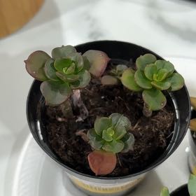 Photo of the plant species Copper Rose by @CozyPepper21 named Leonardo on Greg, the plant care app