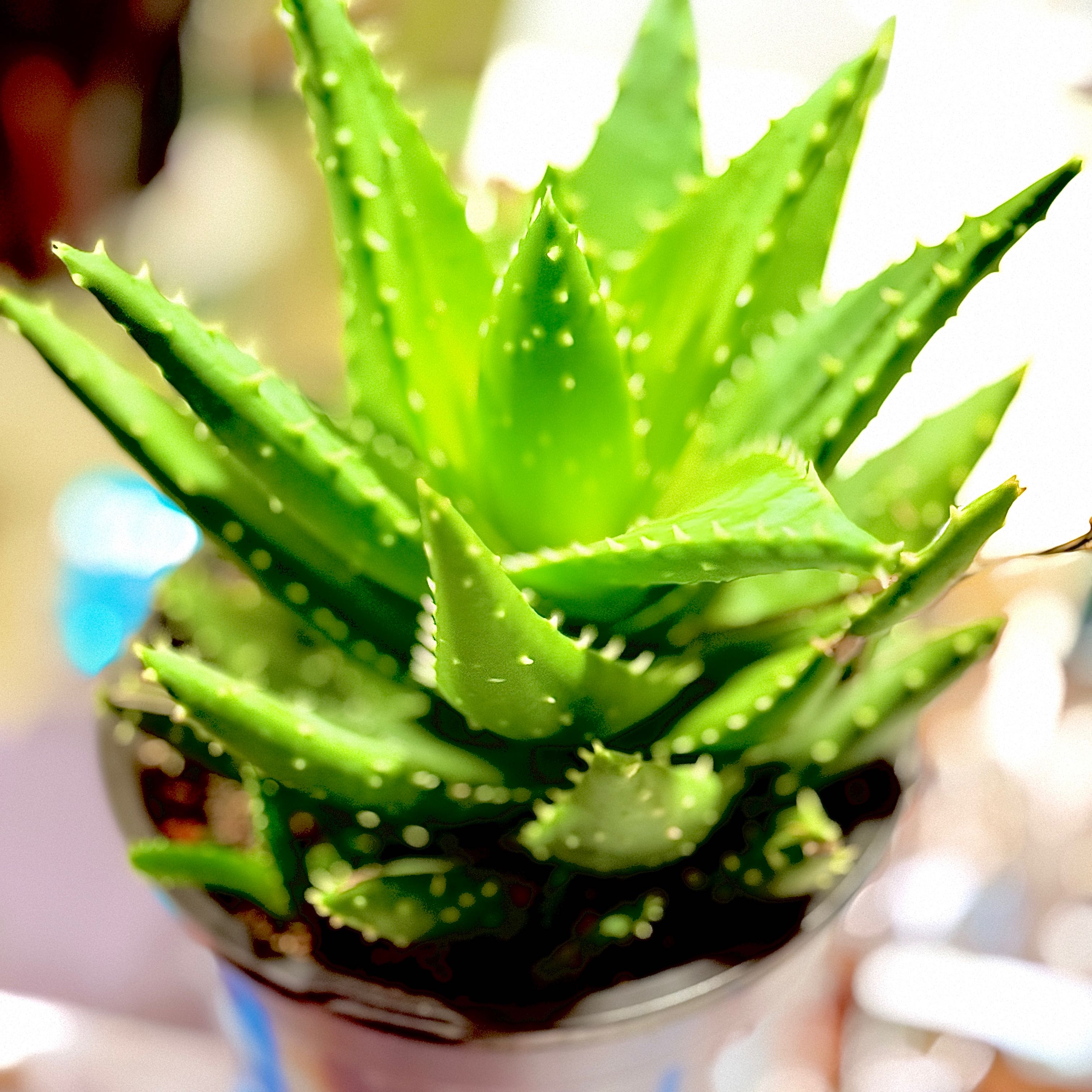 Photo of the plant species Aloe 'Velociraptor' by @ChipperChia93 named Clooney on Greg, the plant care app