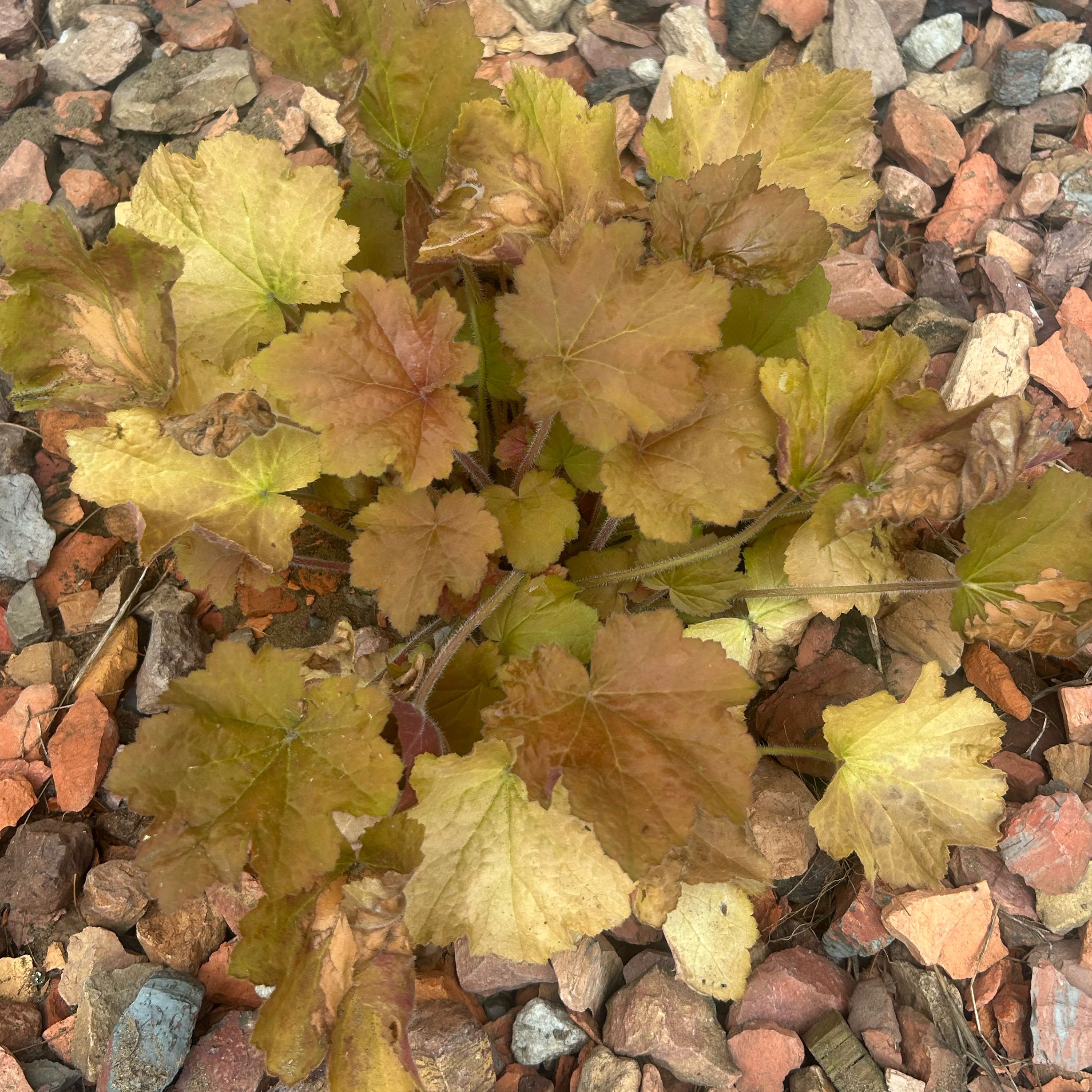Photo of the plant species Alum Root by @ChicJubaea18 named Marilyn on Greg, the plant care app