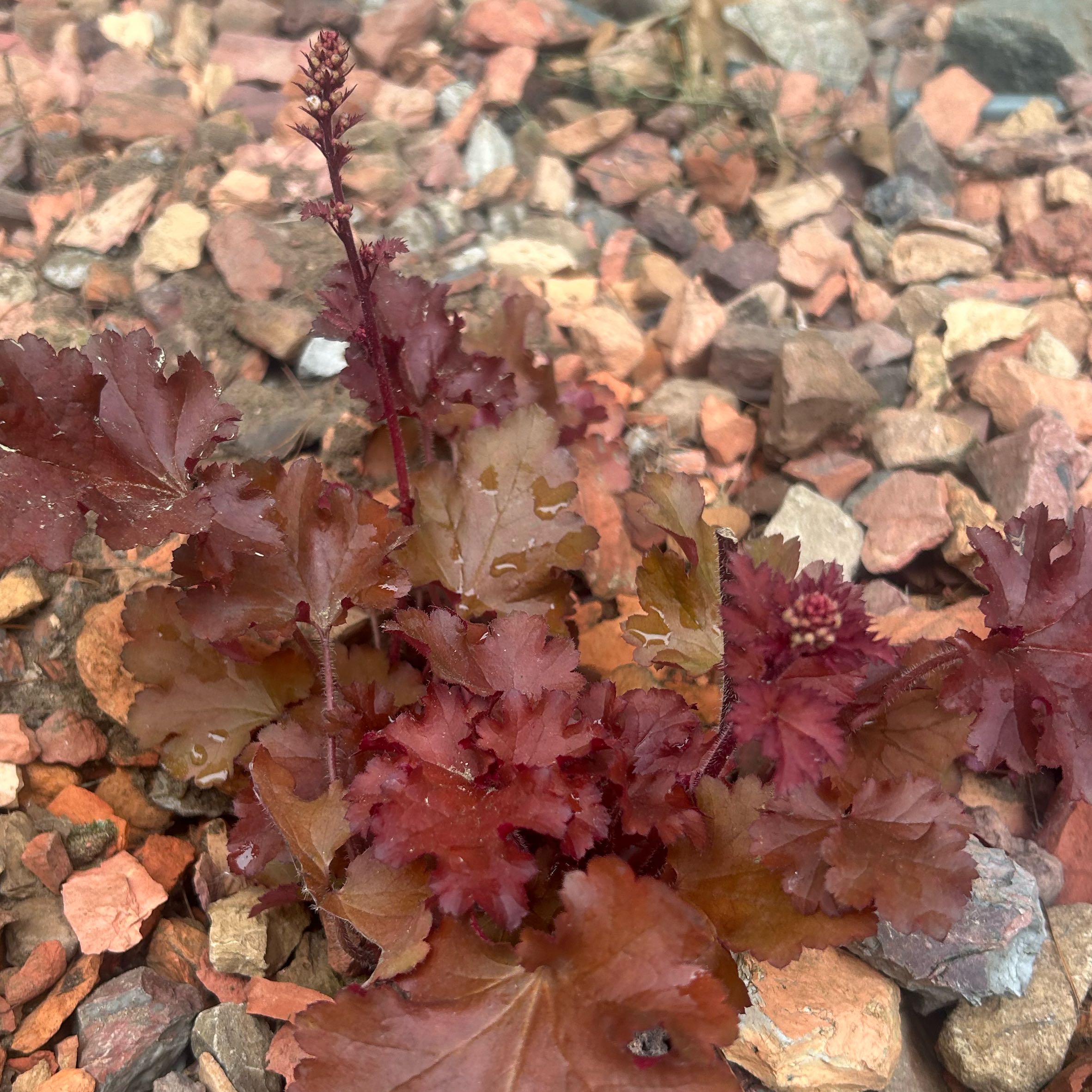Photo of the plant species Alum Root by @ChicJubaea18 named Kobe on Greg, the plant care app