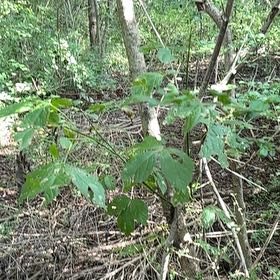 Photo of the plant species Red Buckeye by @BubblyLacealoe named Fernie Mac on Greg, the plant care app