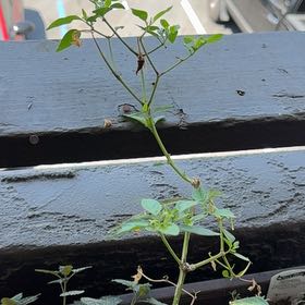 Photo of the plant species Cayenne Pepper by @YesRedtree88 named Tupot amaroot on Greg, the plant care app