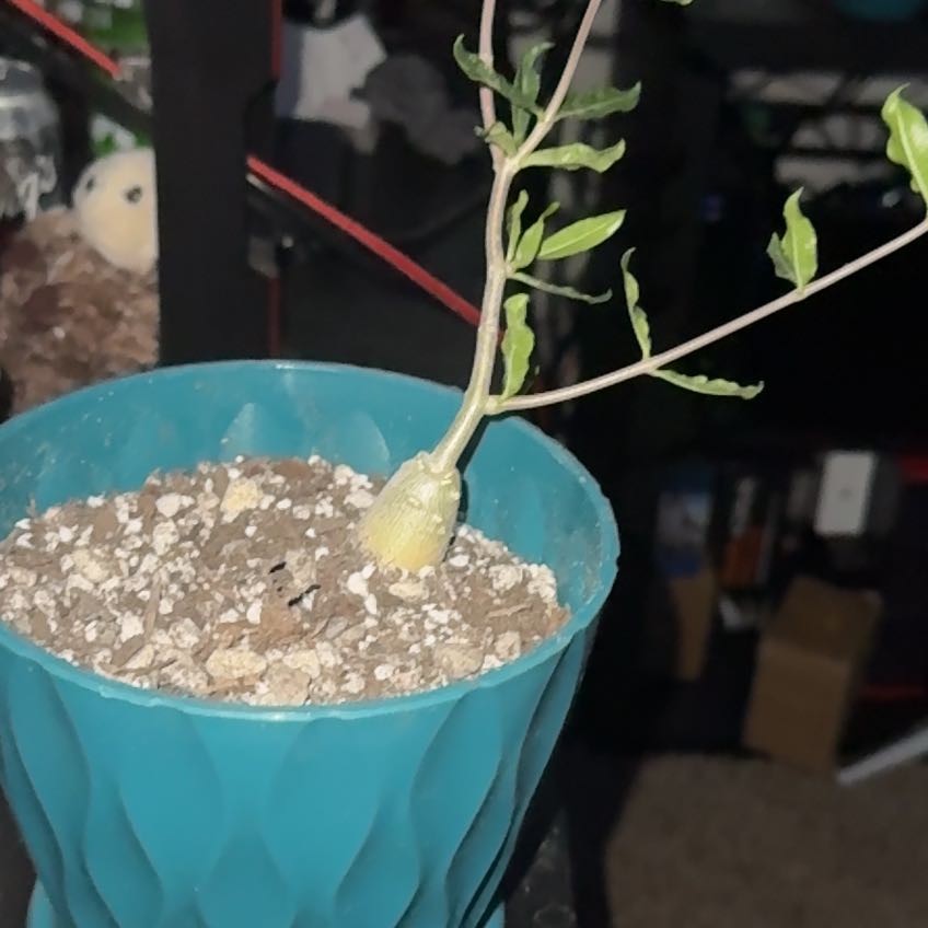 Photo of the plant species Fockea Edulis by @YesRedtree88 named Foxxy on Greg, the plant care app