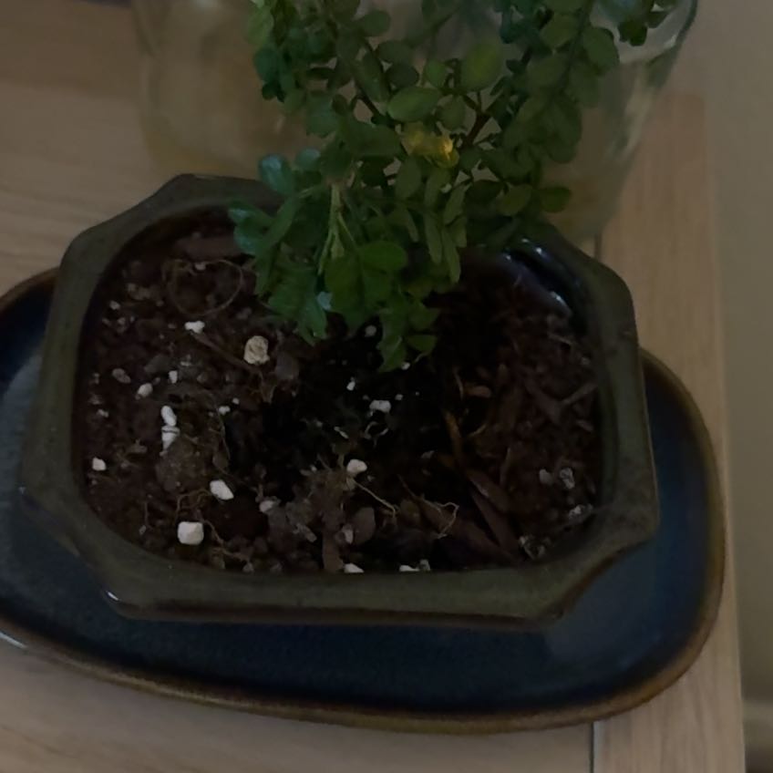 Photo of the plant species Chinese Pepper by @YesRedtree88 named Michelle Branch on Greg, the plant care app
