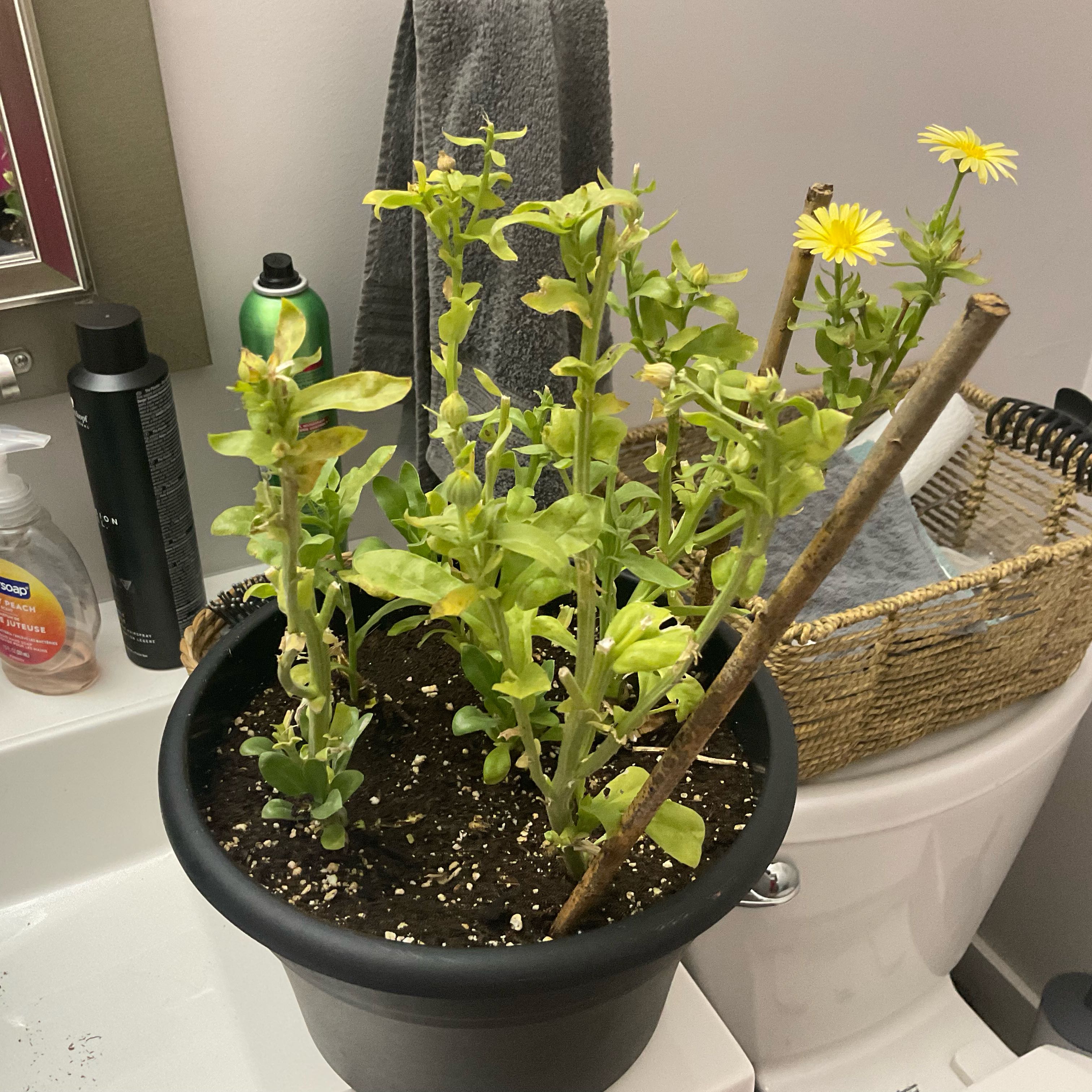 Photo of the plant species Pot Marigold 'Bon Bon' by @AvidJuniper11 named Fernie Mac on Greg, the plant care app