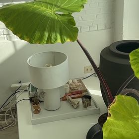 Photo of the plant species Alocasia Macrorrhiza 'Black Stem' Variegated by @BuffGasplant74 named Harry on Greg, the plant care app