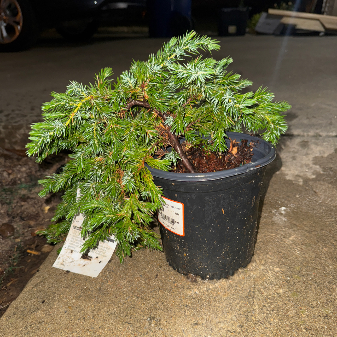 Photo of the plant species Blue Pacific Shore Juniper by @CutePapaya6 named Doja Cat 1 on Greg, the plant care app