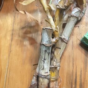 Photo of the plant species American Pondweed by @QueenBearsear88 named Naomi on Greg, the plant care app