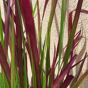 Photo of the plant species Red Baron Blood Grass by @BubblyRockfig80 named Mohawk on Greg, the plant care app