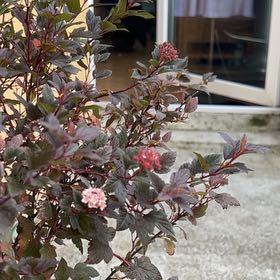 Photo of the plant species Eastern Ninebark by @BubblyRockfig80 named Little devil on Greg, the plant care app