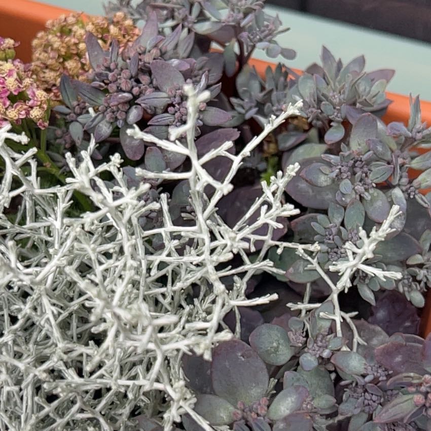 Photo of the plant species Leucophyta by @BubblyRockfig80 named Greg on Greg, the plant care app
