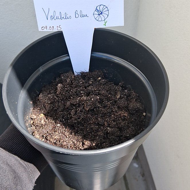 Photo of the plant species Mini Sky Blue Morning Glory by @UnimpededRimu24 named Beyonce on Greg, the plant care app