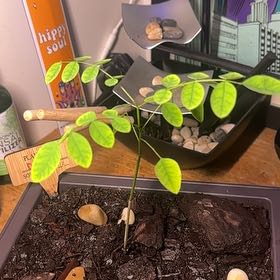 Photo of the plant species Sophora Japonica by @LordKingfern71 named Captain Plant-it on Greg, the plant care app