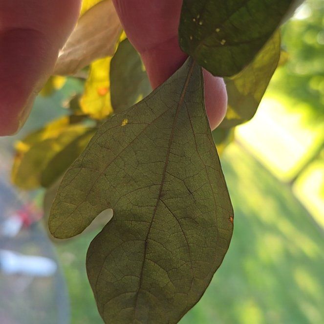 Photo of the plant species Common Sassafras by @HipIvy41 named Xena on Greg, the plant care app
