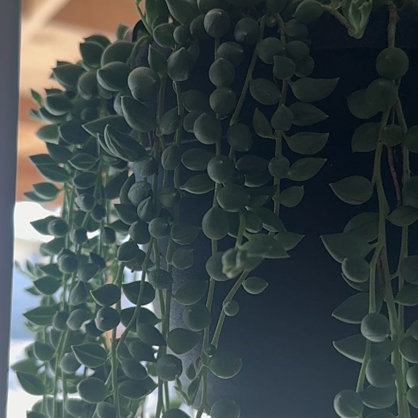 Photo of the plant species String Of Raindrops by @Shelly818 named Pearl on Greg, the plant care app