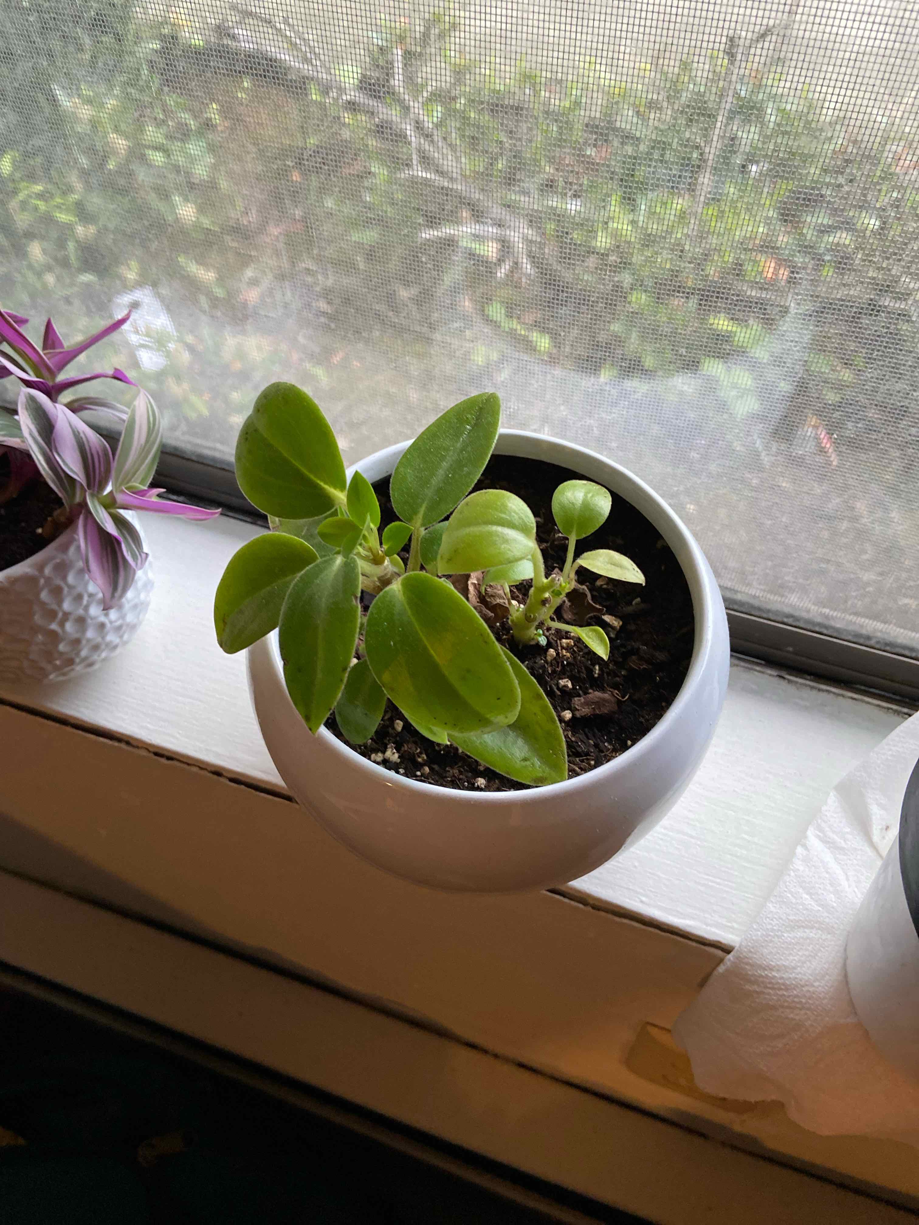 Teardrop Peperomia plant in a white pot on a windowsill, with visible soil and healthy green leaves.