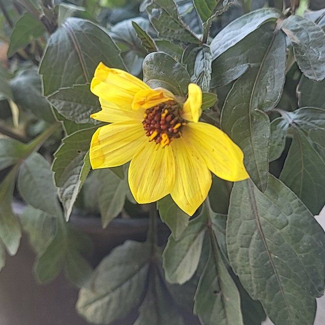 Photo of the plant species Red Dahlia by @AdeptIcecaps93 named Aristotle on Greg, the plant care app